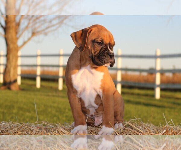 Medium Photo #4 Boxer Puppy For Sale in CHILHOWEE, MO, USA