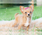 Small #9 Chihuahua