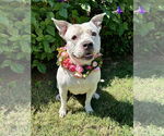 Small #4 American Pit Bull Terrier Mix