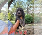 Small Photo #16 Poodle (Standard)-Wirehaired Pointing Griffon Mix Puppy For Sale in CANYON LAKE, TX, USA