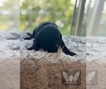 Small #11 Goldendoodle