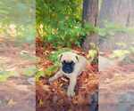 Small Photo #5 Pug Puppy For Sale in ROUND ROCK, TX, USA