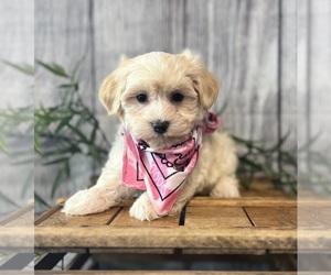 Havanese Puppy for sale in ORO VALLEY, AZ, USA