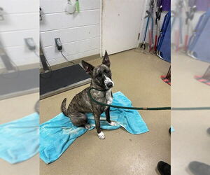 Siberian Husky-Unknown Mix Dogs for adoption in Easton, MD, USA