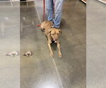 Small #1 Labrador Retriever Mix
