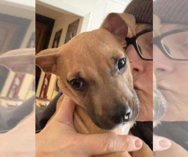 Medium Photo #6 Mutt Puppy For Sale in New York, NY, USA