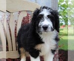 Small Photo #4 Bernedoodle Puppy For Sale in MERCERSBURG, PA, USA