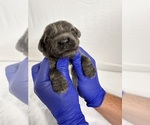 Puppy Ms Pink Newfoundland