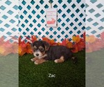 Small #1 Yo-Chon