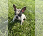 Small #4 French Bulldog