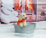 Small Photo #16 Labradoodle Puppy For Sale in LAKE PARK, GA, USA