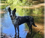 Small #1 Mutt