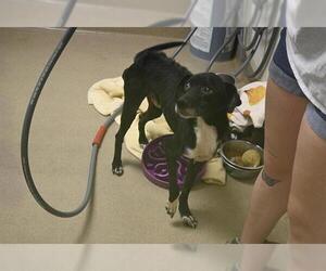 Labrador Retriever-Unknown Mix Dogs for adoption in Decatur, IL, USA