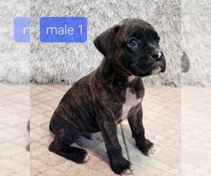 Boxer Puppy for sale in PARK CITY, KS, USA