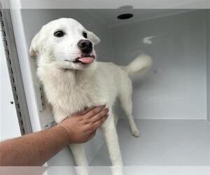Siberian Husky-Unknown Mix Dogs for adoption in Houston, TX, USA