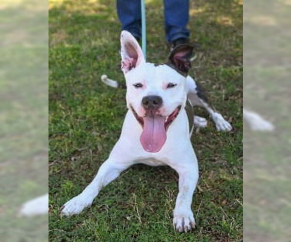 Medium Photo #10 American Pit Bull Terrier Puppy For Sale in Glen Allen, VA, USA