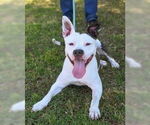 Small #9 American Pit Bull Terrier