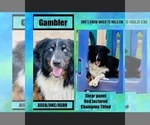 Small Photo #1 Australian Shepherd Puppy For Sale in CONROE, TX, USA