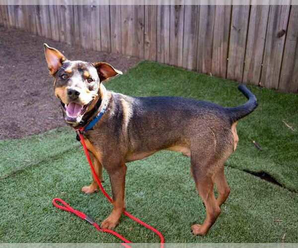 Medium Photo #4 Rottweiler-Unknown Mix Puppy For Sale in Kennesaw, GA, USA