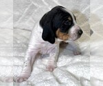 Small Photo #11 Black and Tan Coonhound-Bluetick Coonhound Mix Puppy For Sale in OAK HILLS, CA, USA