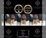Small Photo #63 Poodle (Miniature) Puppy For Sale in WARSAW, IN, USA