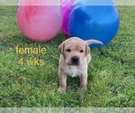 Small Photo #5 Labrador Retriever Puppy For Sale in EDGEWOOD, TX, USA