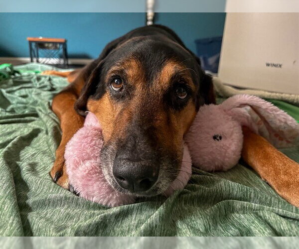 Medium Photo #4 Black and Tan Coonhound-Doberman Pinscher Mix Puppy For Sale in Ocala, FL, USA