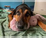 Small #3 Black and Tan Coonhound-Doberman Pinscher Mix
