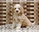 Small Bernedoodle (Miniature)