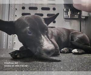 Mutt Dogs for adoption in San Antonio, TX, USA