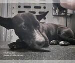 LEANN RIMES - Female Mutt Dog for Adoption - Small photo