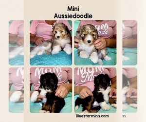 Aussiedoodle Miniature  Puppy for Sale in BOUSE, Arizona USA