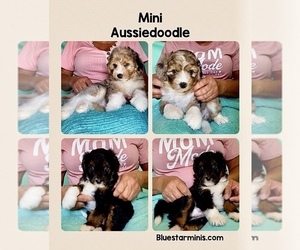 Aussiedoodle Miniature  Litter for sale in BOUSE, AZ, USA