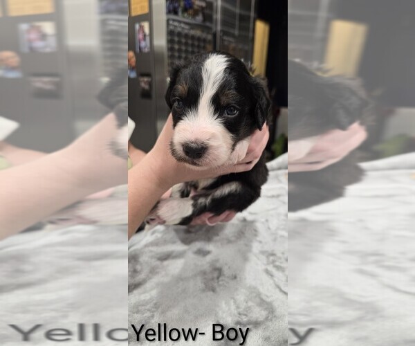 Medium Photo #4 Aussiedoodle Puppy For Sale in BOONEVILLE, AR, USA