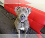 Small #2 American Pit Bull Terrier