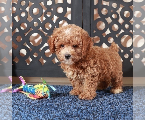 Medium Photo #5 Poochon Puppy For Sale in MOUNT VERNON, OH, USA
