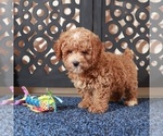 Small #4 Poochon