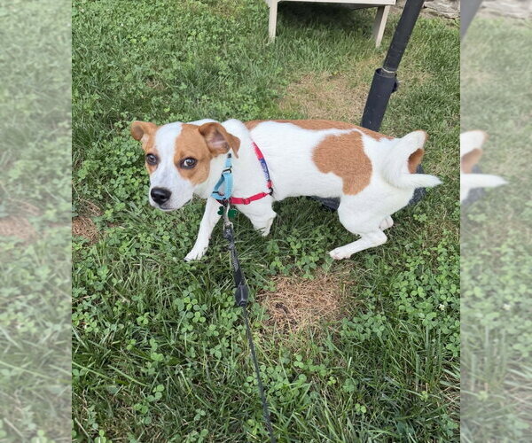 Medium Photo #4 Chihuahua-Unknown Mix Puppy For Sale in Springdale, PA, USA