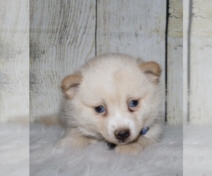 Pomsky Puppy for sale in FAIRBANK, IA, USA