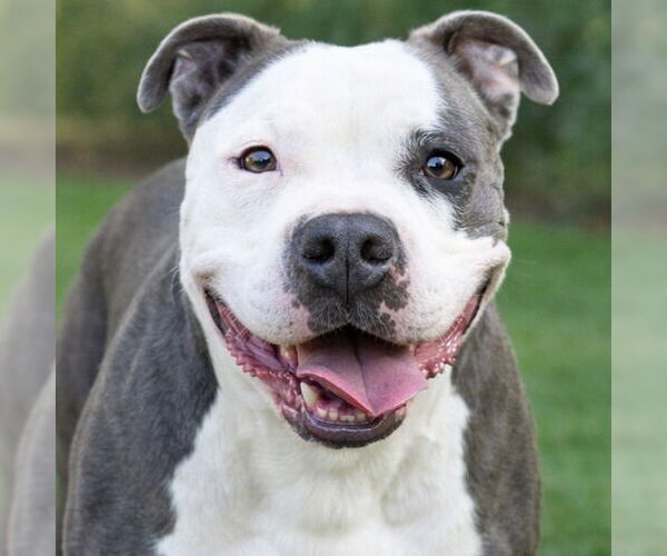 Medium Photo #5 American Staffordshire Terrier-Unknown Mix Puppy For Sale in Lake Forest, CA, USA