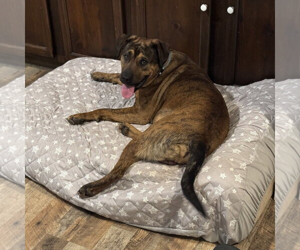 Medium Photo #5 Mutt Puppy For Sale in Fenton, MO, USA