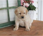 Small Photo #4 Labrador Retriever Puppy For Sale in STANLEY, NY, USA
