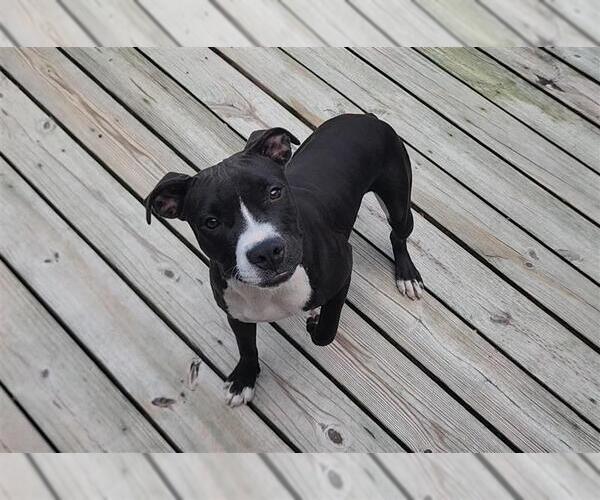 Medium Photo #7 American Pit Bull Terrier Puppy For Sale in Murfreesboro, NC, USA