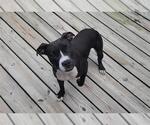 Small #6 American Pit Bull Terrier