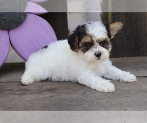 YorkiePoo Dog for Adoption in SHILOH, Ohio USA