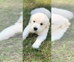 Small Photo #5 Golden Retriever Puppy For Sale in BLOOMBURG, TX, USA