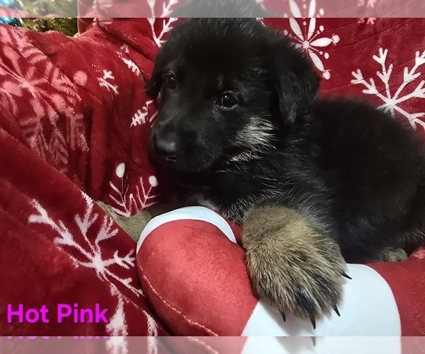 Medium Photo #24 German Shepherd Dog Puppy For Sale in APACHE JUNCTION, AZ, USA