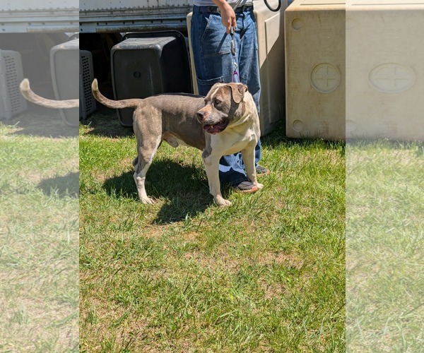 Medium Photo #4 Mutt Puppy For Sale in Rustburg, VA, USA