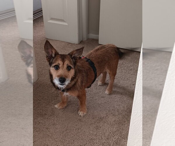 Medium Photo #5 Cairn Terrier-Unknown Mix Puppy For Sale in Lakewood, CO, USA