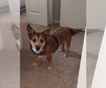 Small #4 Cairn Terrier Mix